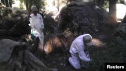 FILE - California Department of Public Health workers treat the ground after squirrels were found to be infected with the plague at the Crane Flat campground in Yosemite National Park, California, Aug. 10, 2015.