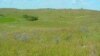 Delicate flowers pop up in the Kansas tallgrass prairie. (US Fish and Wildlife Service)