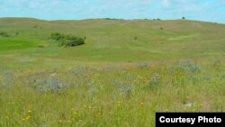 Delicate flowers pop up in the Kansas tallgrass prairie. (US Fish and Wildlife Service)