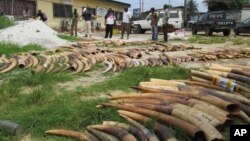 Workers sort and count elephant tusks as they do an inventory of ivory stocks as part of an effort to combat illegal ivory trafficking, in Libreville, Gabon, April 1, 2012.