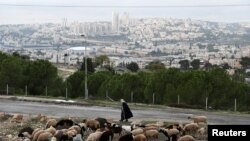 Seorang pria melewati sekumpulan ternak yang sedang merumput di kawasan "Givat Hamatos", dekat Yerusalem Timur, 15 November 2020. (REUTERS / Ronen Zvulun)