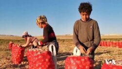 Li Deşta Enqerê Dema Berhevkirina Pîvazan