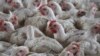 South Africa Culls Over 7 Million Chickens to Thwart Bird Flu