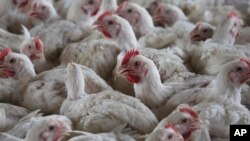 FILE - Chickens on a chicken farm in Lichtenburg, South Africa, Thursday, March 23, 2023. South Africa is working to contain outbreaks of two separate strains of avian influenza that have threatened to create a shortage of eggs for consumers.