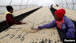 FILE - Factory workers Anastacia Mwangi, 26, and Agnes Gathoni, 42, spread coffee beans for drying on a rack at the Ndaroini Coffee Growers Sacco in Mathira, Nyeri county, Kenya October 5, 2023.