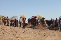 Ethiopian refugees collect materials to make huts and awnings, Dec. 10, 2020, in the Um Rakouba camp in Sudan. (Mohaned Bilal/VOA)