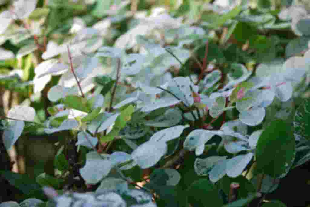 گلهای کاستاریکا / عکاس: بهروز نیکذات