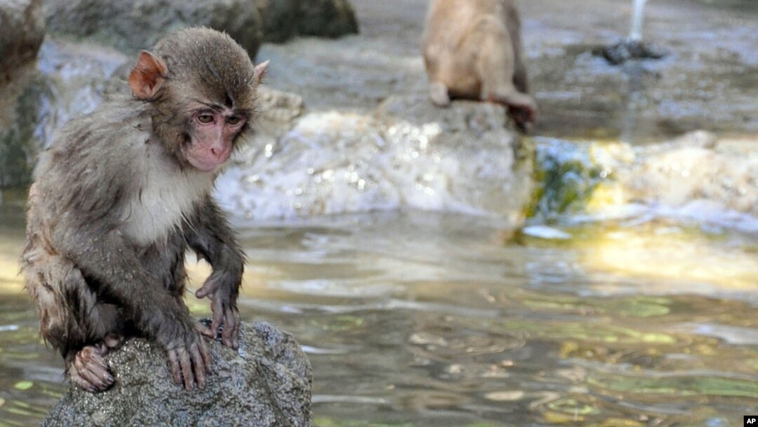 Seekor monyet di Kebun Binatang Takasakiyama, Jepang. (Foto: dok. AP Photo/Kyodo News)