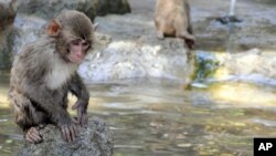 Seekor monyet di Kebun Binatang Takasakiyama, Jepang. (Foto: dok. AP Photo/Kyodo News)