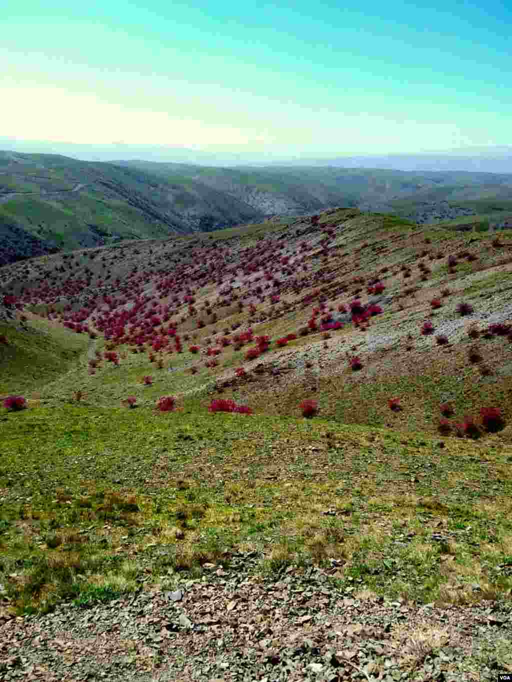 درختچه‌های ارغوان – طرقبه، خراسان عکس: حیدر هزاره (ارسالی شما)