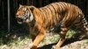 FILE -A Malayan tiger walks in its enclosure at the Cincinnati Zoo and Botanical Garden in Cincinnati, Ohio, July 7, 2023.