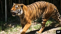 FILE -A Malayan tiger walks in its enclosure at the Cincinnati Zoo and Botanical Garden in Cincinnati, Ohio, July 7, 2023.