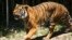 FILE -A Malayan tiger walks in its enclosure at the Cincinnati Zoo and Botanical Garden in Cincinnati, Ohio, July 7, 2023.