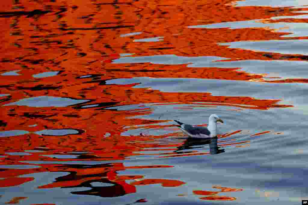 A gull swims as the reflection of a sunlit building colors the waters of Portland Harbor, in Portland, Maine.