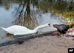 A swan and a nutria have an argument at a small lake near the airport of Frankfurt, Germany, Thursday, Jan. 10, 2019.