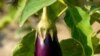 India Debates Genetically-Modified Eggplant