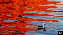 A gull swims as the reflection of a sunlit building colors the waters of Portland Harbor, in Portland, Maine.