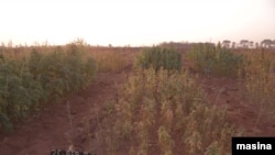 FILE - A varieties of the industrial hemp which was grown on trial basis at Chitedze Research Station in Malawi's capital Lilongwe. (Lameck Masina/VOA)