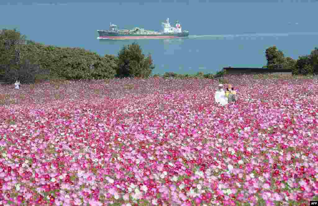 A couple takes a selfie at Nokonoshima Island Park on Nokonoshima Island, in Hakata Bay, Fukuoka prefecture, Japan, as the early-blooming cosmos flowers cover the park&#39;s 10,000-square-foot slope in pink and purple.