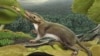 Earliest mammals needed to be active and alert in the dark to survive