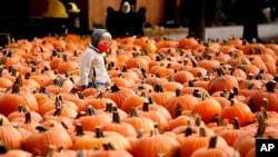 A boy wears a face mask as he looks around pumpkins at the Didier Farms in Lincolnshire, Ill., Oct. 15, 2020. 