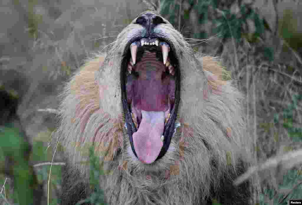 Bhanu, the Asiatic lion, reacts during feeding time ahead of World Lion Day, at London Zoo.