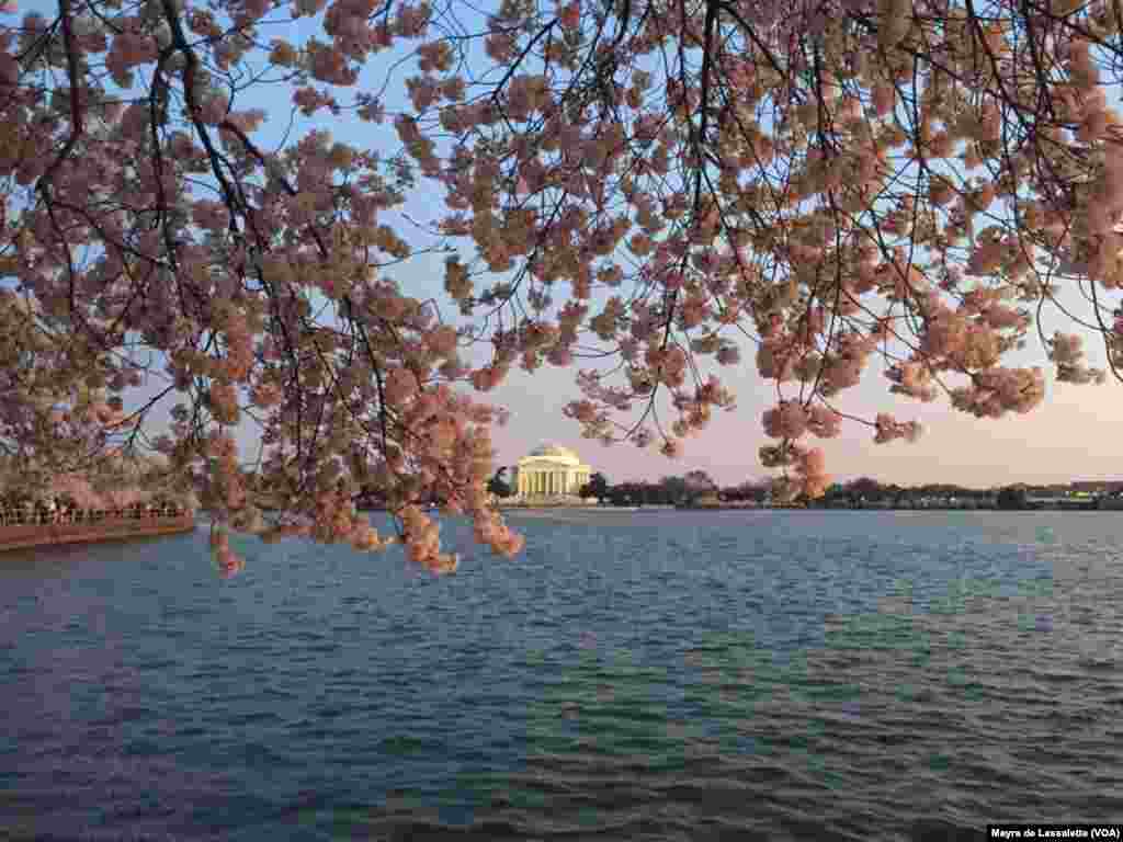 As cerejeiras estão plantadas ao redor do rio Potomac e no Tidal Basin, zona turística em Washington DC