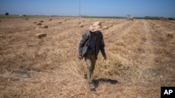 A farmer works in a wheat field on the outskirts of Kenitra, Morocco, June 21, 2024. A six-year drought has imperiled the country's entire agriculture sector, including farmers who grow cereals and grains used to feed humans and animals.