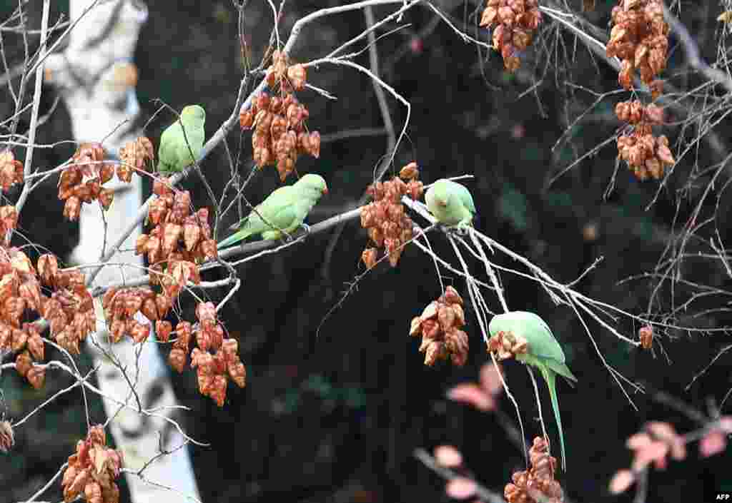 تصویری از طوطی ها در پارک گیاه شناسی در آنکارا. &nbsp;