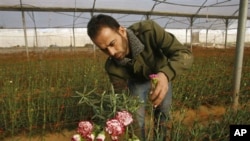 Palestinian worker Ahmad Hejazi collects carnations for export at a greenhouse in Rafah, southern Gaza Strip, 08 Dec 2010