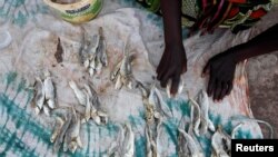 Une femme pose ses poissons séchés sur un vêtement pour les vendre au marché de Serekunda, en Gambie, le 3 décembre 2016.