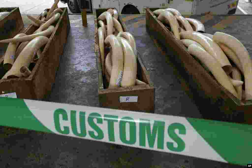 HONG KONG: Authorities in Hong Kong revealed crates of illegal elephant tusks, rhino horns and leopard skins on August 7, 2013.