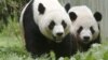 华盛顿动物园大熊猫喜得幼仔