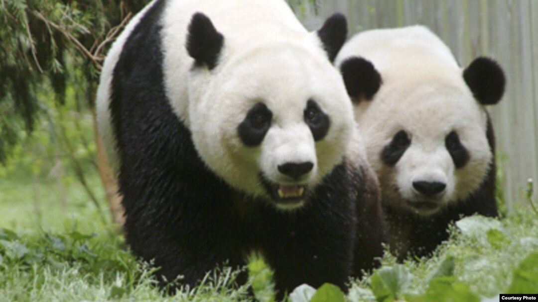 Mei Xiang và Tian Tian tại Sở thú quốc gia ở thủ đô Washington