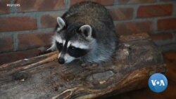 Russian Family Rescues and Raises Raccoons