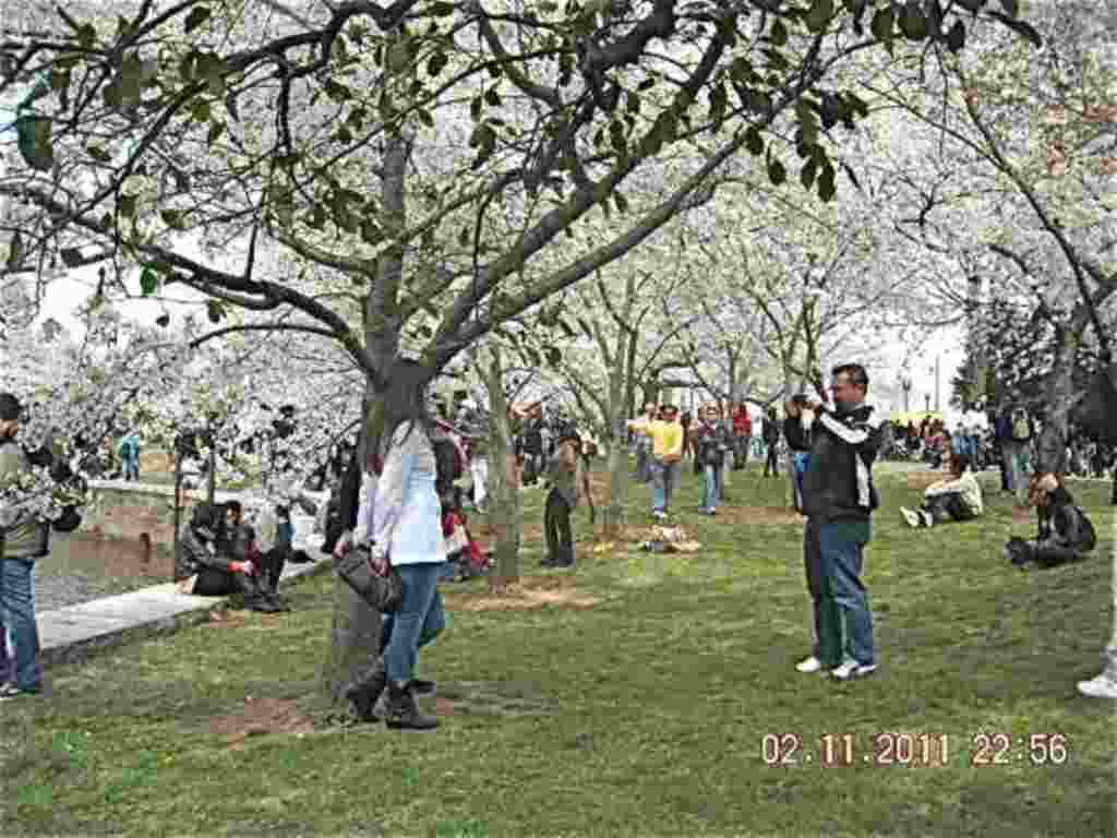 فستیوال شکوفه های گیلاس در واشنگتن ۲۰۱۱
