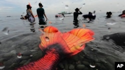 The mermaid tail of Queen Pangke Tabora rests as a freediving class is conducted. Across the world, there are thousands more merfolk like her - at its simplest, humans of all shapes, genders and backgrounds who enjoy dressing up as mermaids. (AP Photo/Aaron Favila)