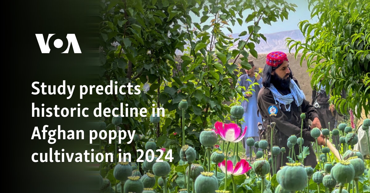 Study predicts historic decline in Afghan poppy cultivation in 2024