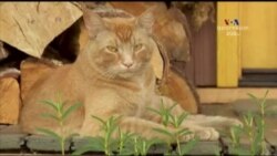 Մոնթեվիլլի կողոպտիչ կատուն