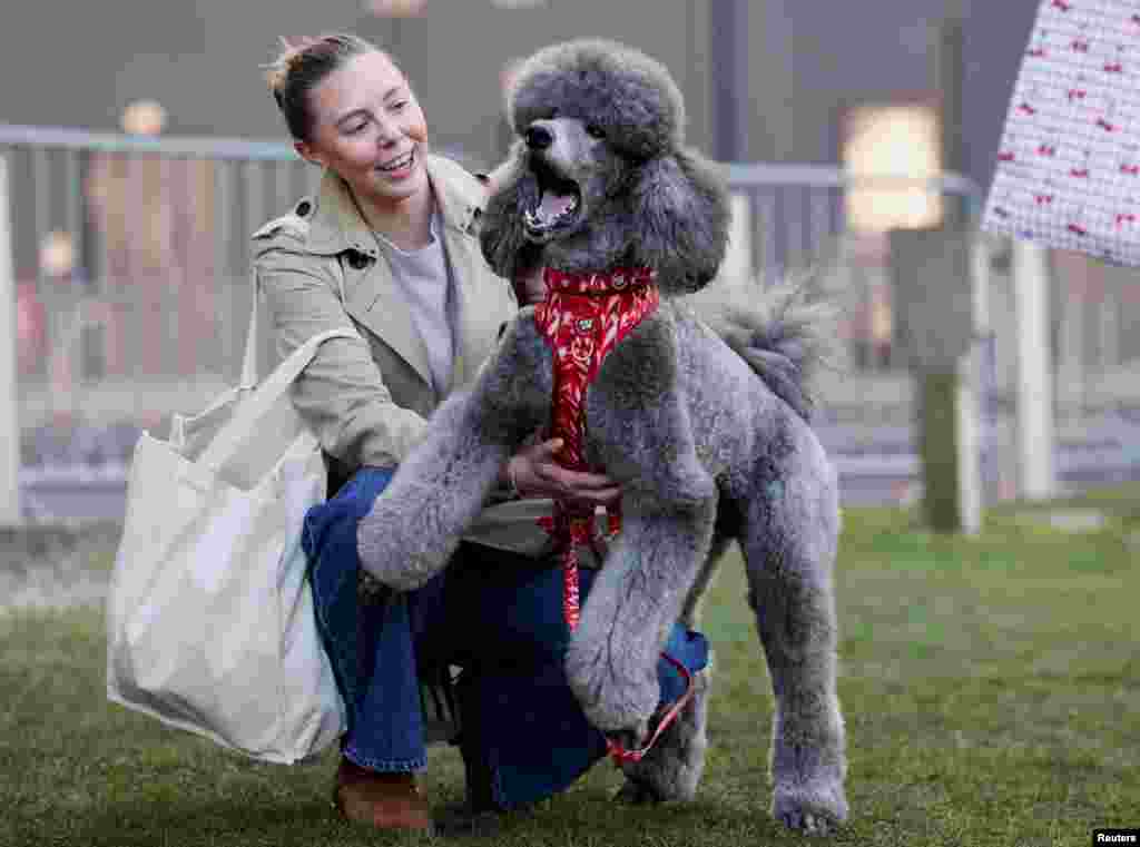 Seekor Poodle Standar terlihat pada hari pertama pameran anjing Crufts di Birmingham, Inggris. (Reuters)&nbsp;