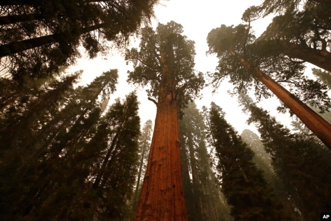 FILE --The historic General Sherman tree is seen, which was saved from fires by structure wrap at Sequoia National Park, Calif., Wednesday, Sept. 22, 2021. (AP Photo/Gary Kazanjian)