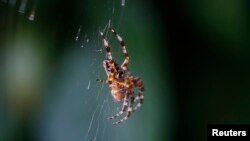 FILE - A spider sits in her web. Researchers from England think spiders might be sensing and using electrostatic fields to become airborne.