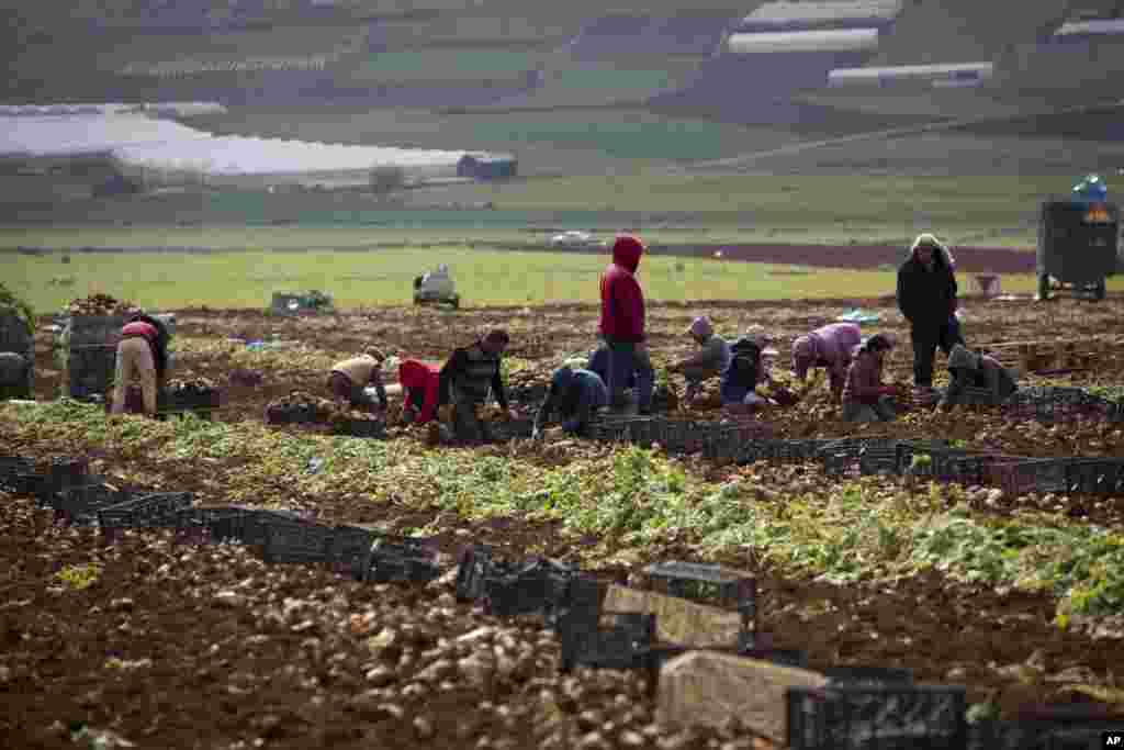برداشت پیاز توسط کشاورزان فلسطینی در دره اردن در کرانه غربی