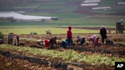 Agricultores palestinianos no Vale do rio Jordão