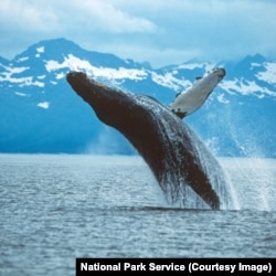 Whales and mountains are often described as "majestic." This photo has both!