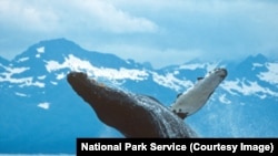 A breaching Humpback Whale in Glacier Bay