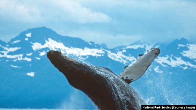 A breaching Humpback Whale in Glacier Bay