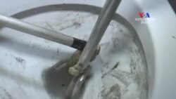 SHORT VIDEO: Կոբրան դուրս է եկել զուգարանի միջից