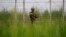 An Indian Border Security Force soldier patrols near the India-Pakistan international border area at Gakhrial boder post in Akhnoor sector, about 48 kilometers from Jammu, India, Oct. 1, 2016. 