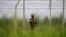 An Indian Border Security Force soldier patrols near the India-Pakistan international border area at Gakhrial boder post in Akhnoor sector, about 48 kilometers from Jammu, Oct. 1, 2016. 